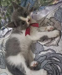 Ӣ�����׺���è�ܵ��Ҽ�