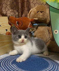 Ӣ�����׵ܵ����¼�917������