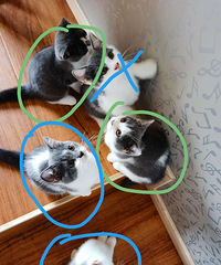 Ӣ������Ѱ��ʺ��