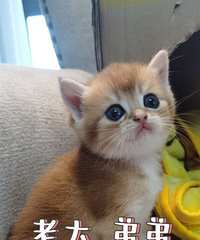 �Լ�è�䣨�𽥲㣩 ����һ����ֻСè