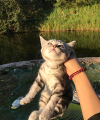 �Ҽ�è�������������