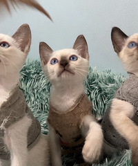 �Լ��ҵ�è������С�������¼�
