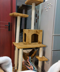 ����è���ܣ���1.55�׸ߣ�80˦��