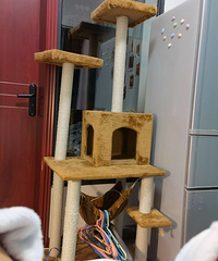 ����è���ܣ���1.55�׸ߣ�80˦��