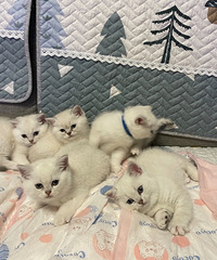 �Լ�����è�����