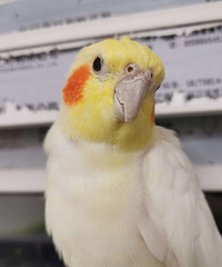 ��һֻ�������ģ�������