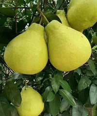 �����ڷ�ɳ����