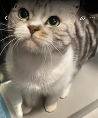 �ӷ�è������è����