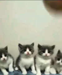 �Լ��ҵ�Сè�䣬��������
