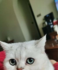 �ɿɰ���