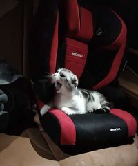 �¹�������ͯ��ȫ����