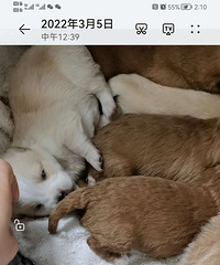�Լ�����������С��