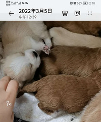 �Լ�����������С��