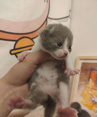 ����Ӣ��С�������¼ң����³��ѣ�������ء��Ҹ��������ļҳ�