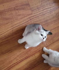 Ӣ��è��Ѱ�ҳ�������
