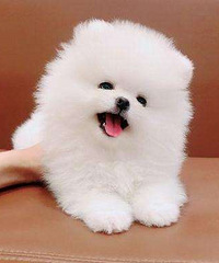 ���챾��Ȯ�ֳ֧ᷱ����������