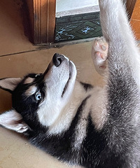 ��ʿ������
