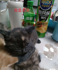 ��2���µ���԰Сè��100һֻ�����ǰ���