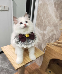 ������һ��è����