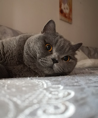 ��è������