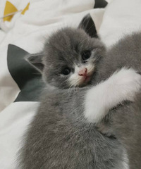 �Լ���è������ֻ��