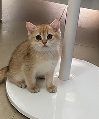 è�������Ҽҳ�