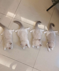 ��Ѽ�ơ�С��ż�����¼���������Ѽ��������̫�ߣ��е��ⲻס