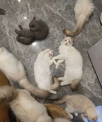 �˿��ˣ�����һ����ż����