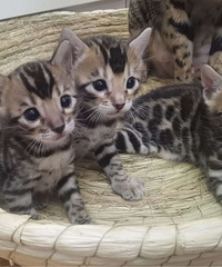 �ϼ�����è��������