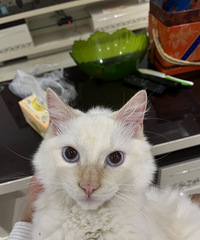 ����ɫ��ż������