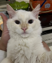 ����ɫ��ż������