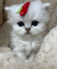 ��Ѫ���㳤ë����Ԥ����