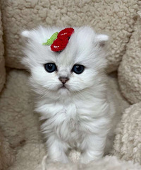 ��Ѫ���㳤ë����Ԥ����