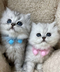 �����������߶׼ҳ���