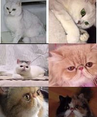 �������۳���è�������