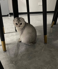 è�䡣�۶�è��������