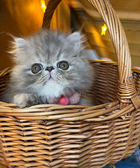 �ӷ�è��ë�����������¼�