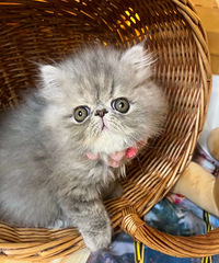 �ӷ�è��ë�����������¼�