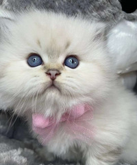 ��Ѫ���㳤ë�������¼���