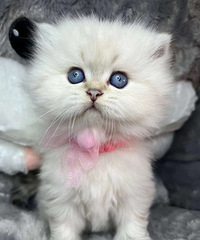 ��Ѫ���㳤ë�������¼���