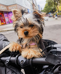 Լ���ĵܵ�ת����С�����������ĸ���