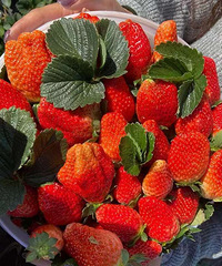 ����ɽ��ݮ