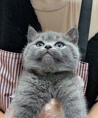 �ԼҴ�����è