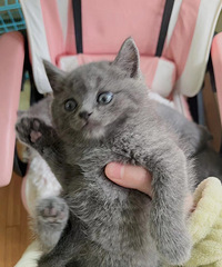 �����Լ�������è