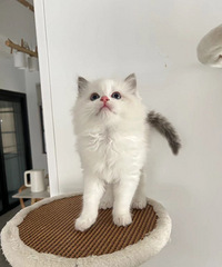 ���첼ż��è | һ��è����¼ң�ƽ�۳�