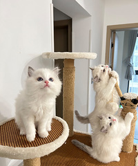 ���첼ż��è | һ��è����¼ң�ƽ�۳�