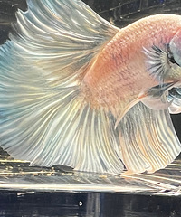 ̩�����ھ�Ʒ��������ͬ����