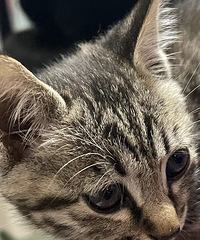 ��һֻ�껨����