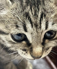 ��һֻ�껨����