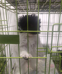 ��̩��ת��